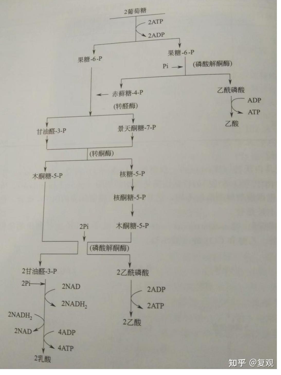 微生物的四种糖酵解途径中，哪个是存在于大多数微生物体内的一条主流代谢途径? - 知乎