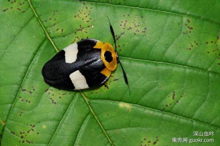 有哪些好看的蟑螂