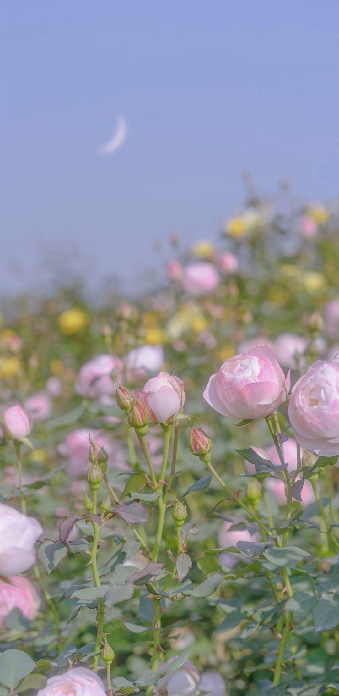 可以分享你喜欢的全面屏壁纸吗