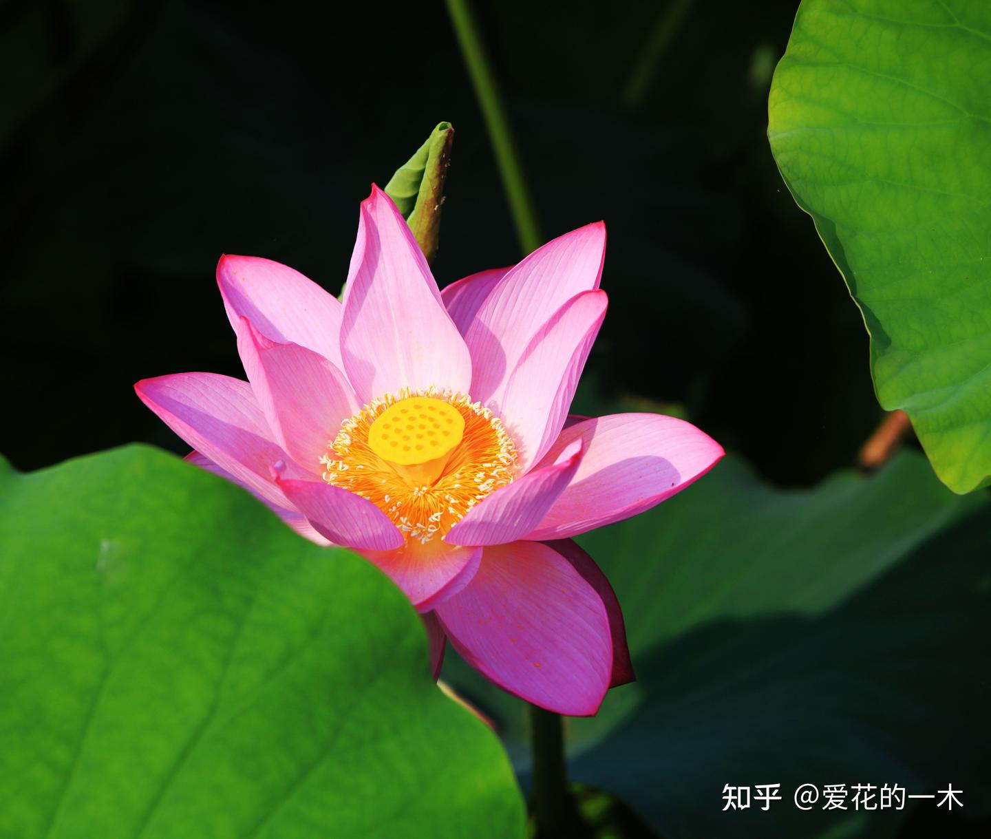 9种“富贵花”，开花漂亮又鲜艳，寓意吉祥如意，可以传给后代- 知乎