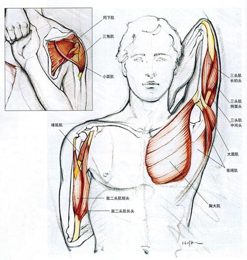 肩胛稳定肌图片