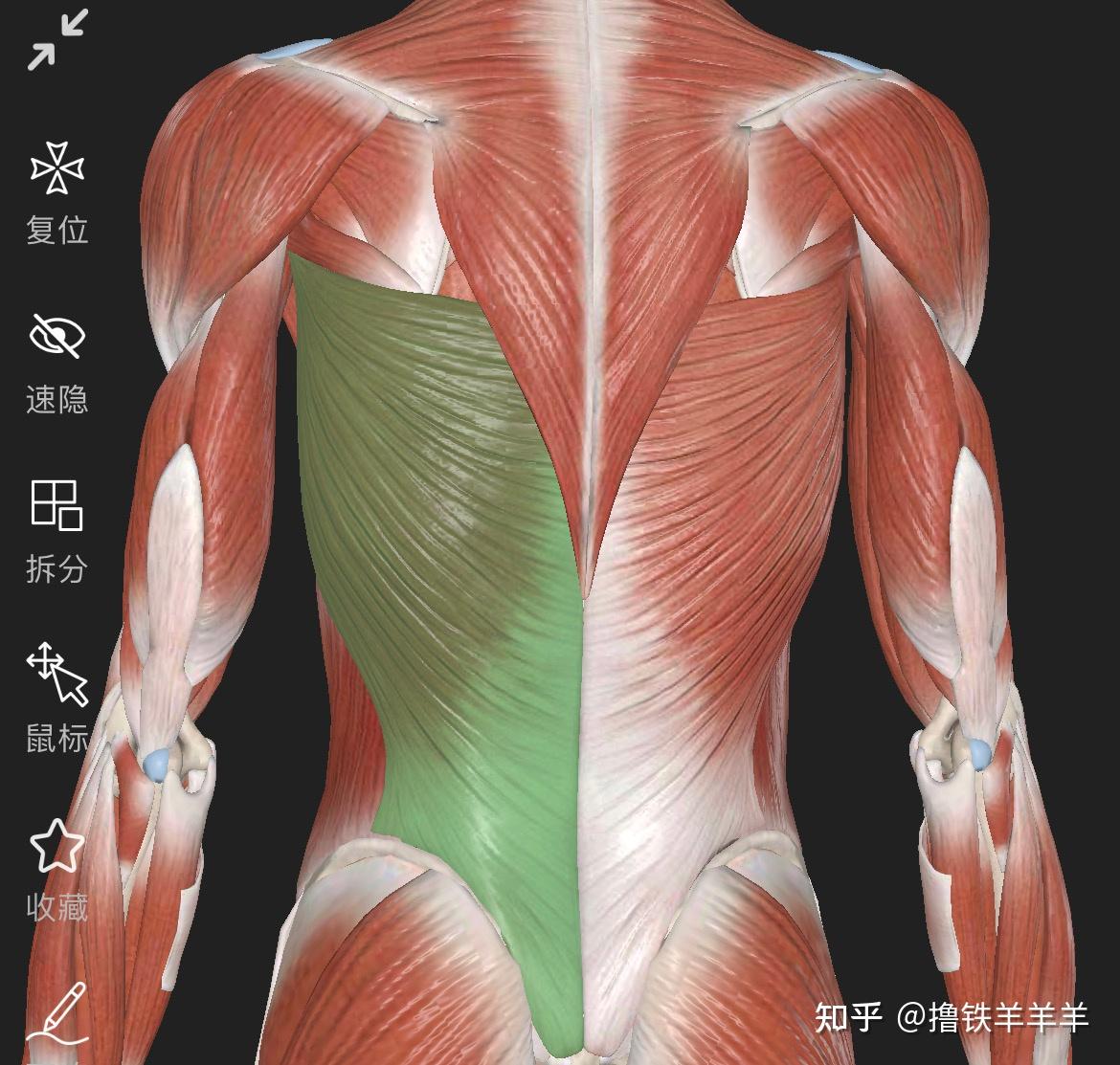 肌肉功能解剖:背阔肌 - 知乎