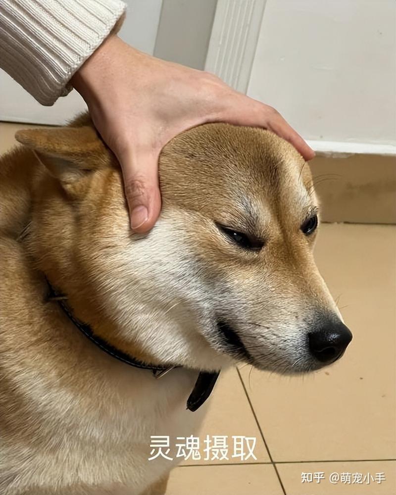 经常摸狗狗的“脑袋”,在狗眼里,它是这么想的 - 知乎