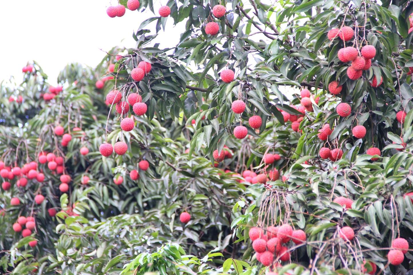 全球荔枝种植、出口格局分析 - 知乎