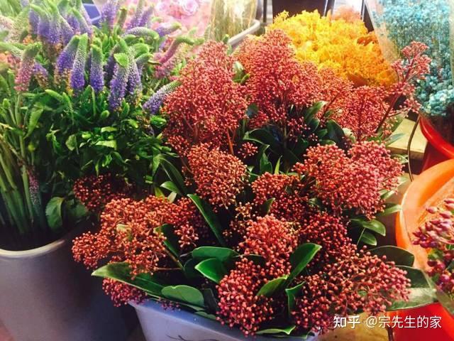 提醒:过季花里能“捡漏”,快去买这4种花,照顾好,当年就开花 - 知乎