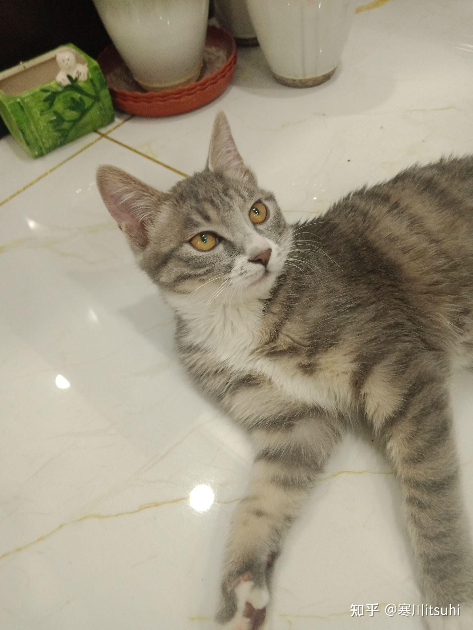 灰色狸花猫罕见吗? - 知乎