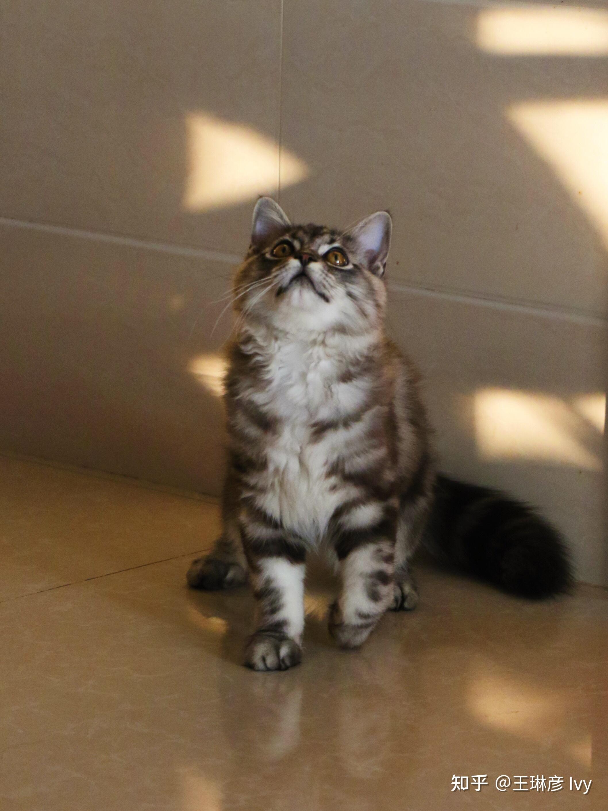 布偶串美短孩子长大啥样呢