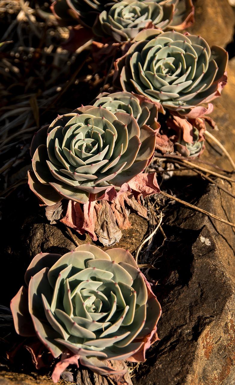 2. 多肉光照极限