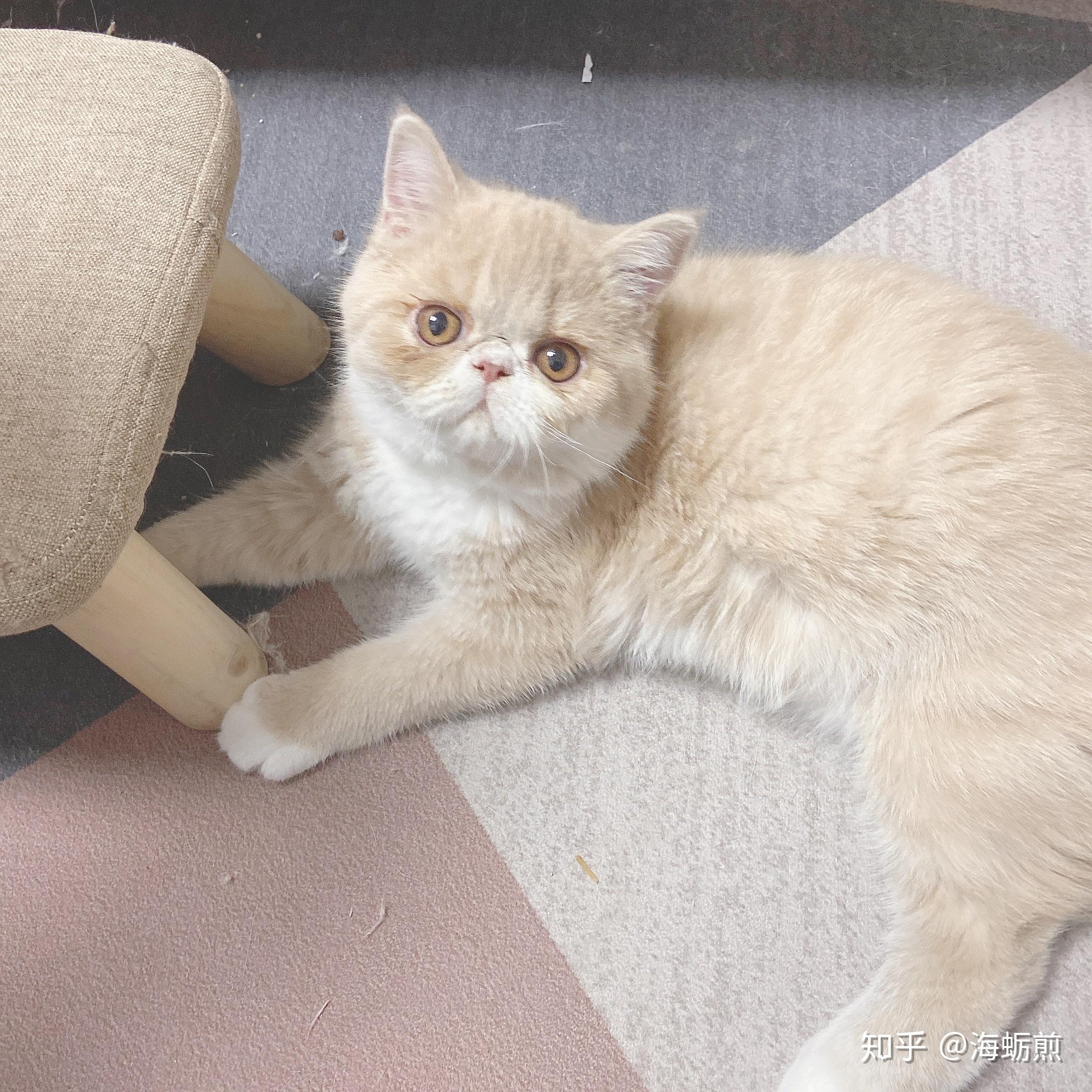 关注问题 67 写回答 登录/注册 加菲猫(动物) 掉线加菲600块买的