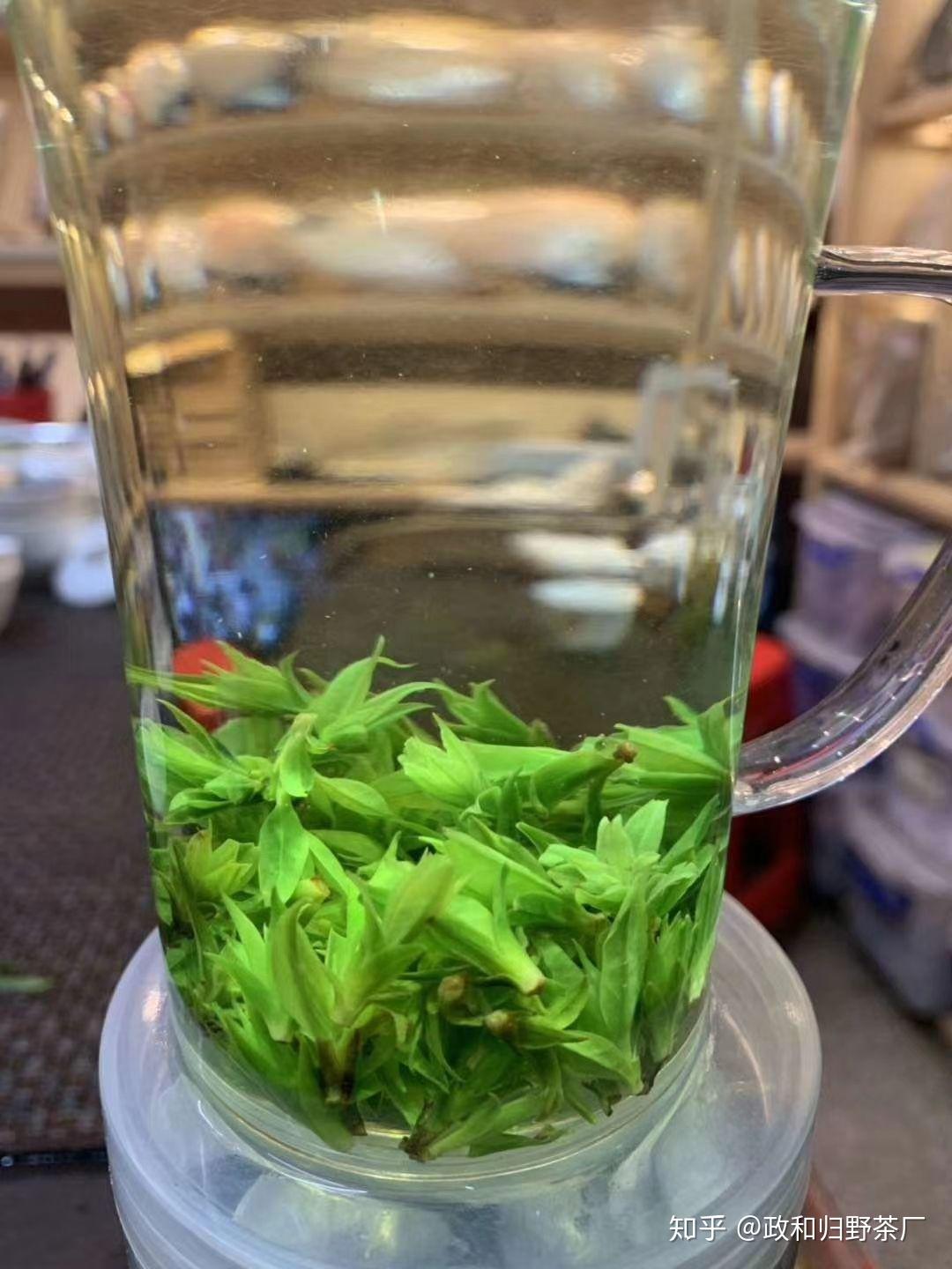 有哪些学生党适合喝的苦茶?