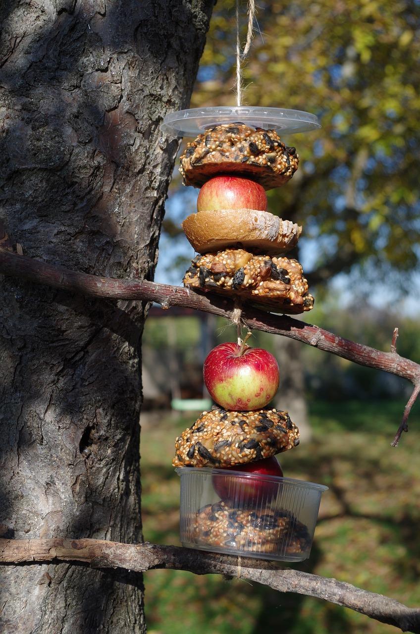 鸟巢的秘密世界