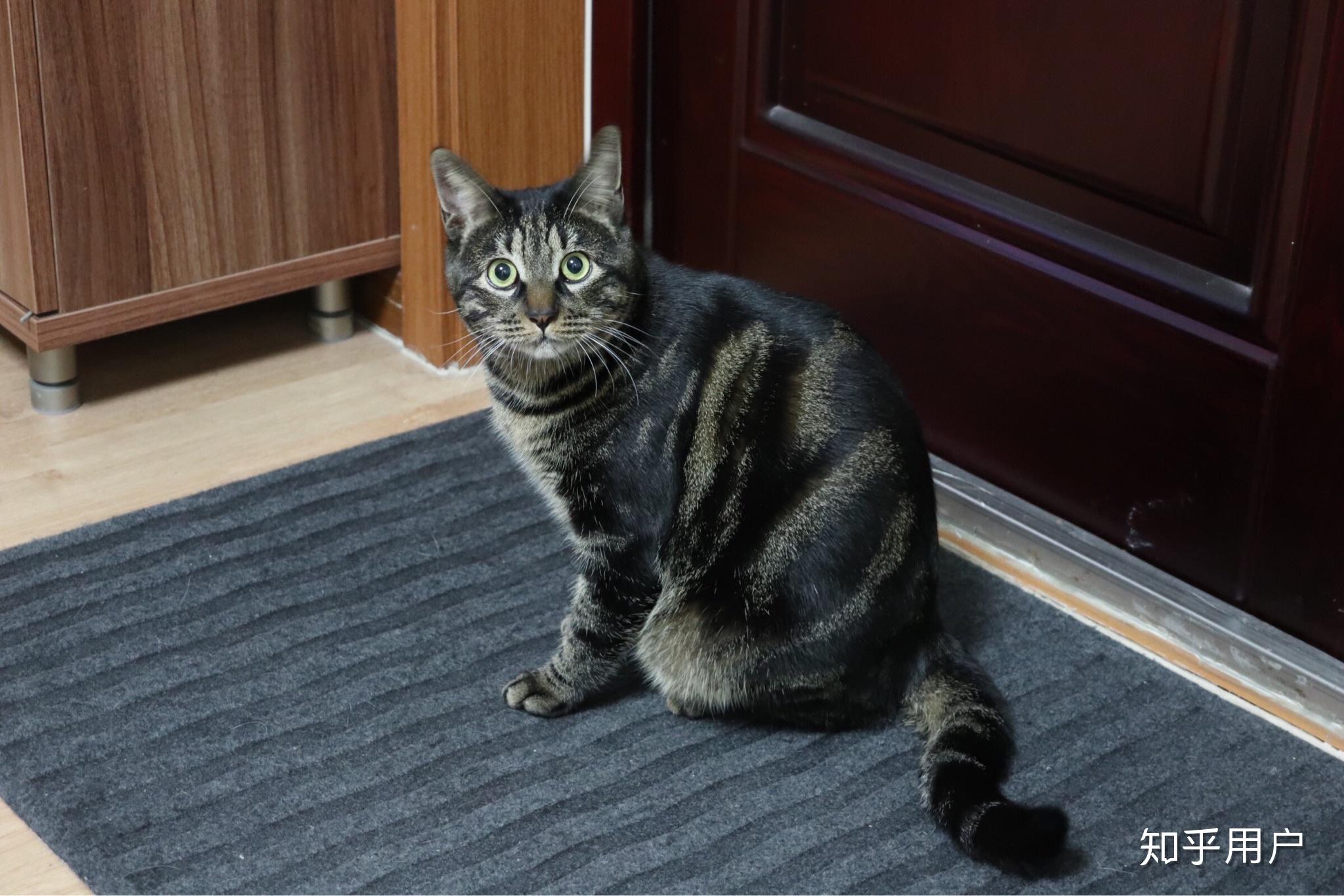 中华狸花猫多少钱?