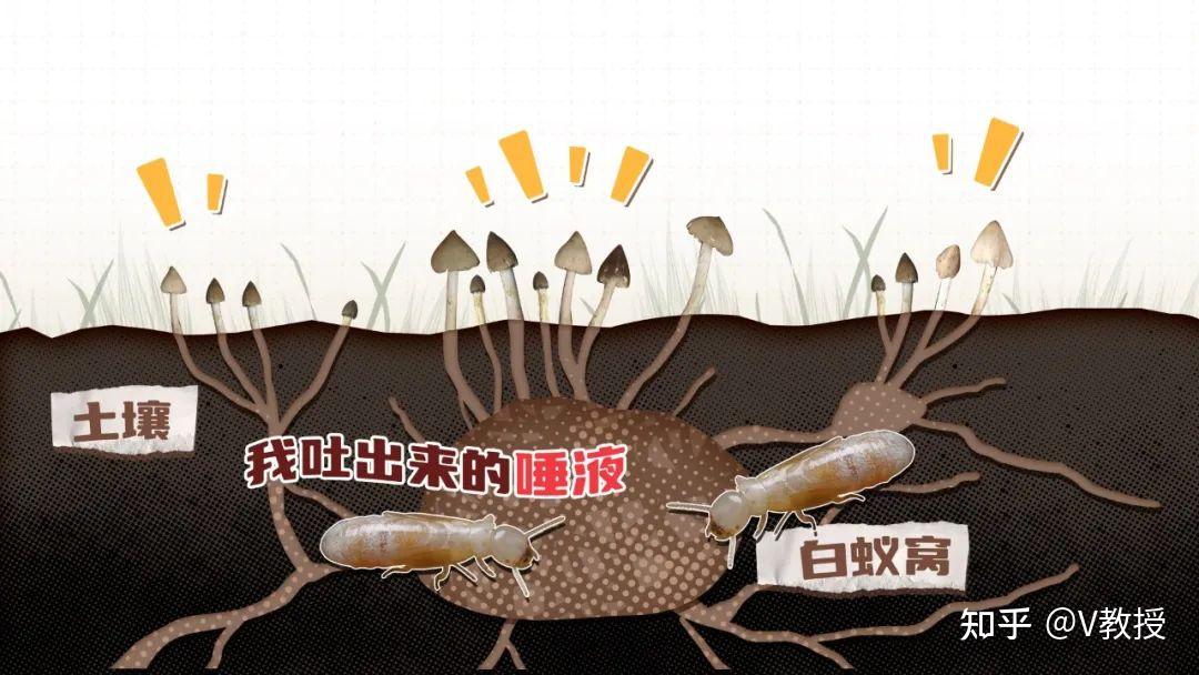 荔枝树这产物，价值可达400块一斤！ - 知乎