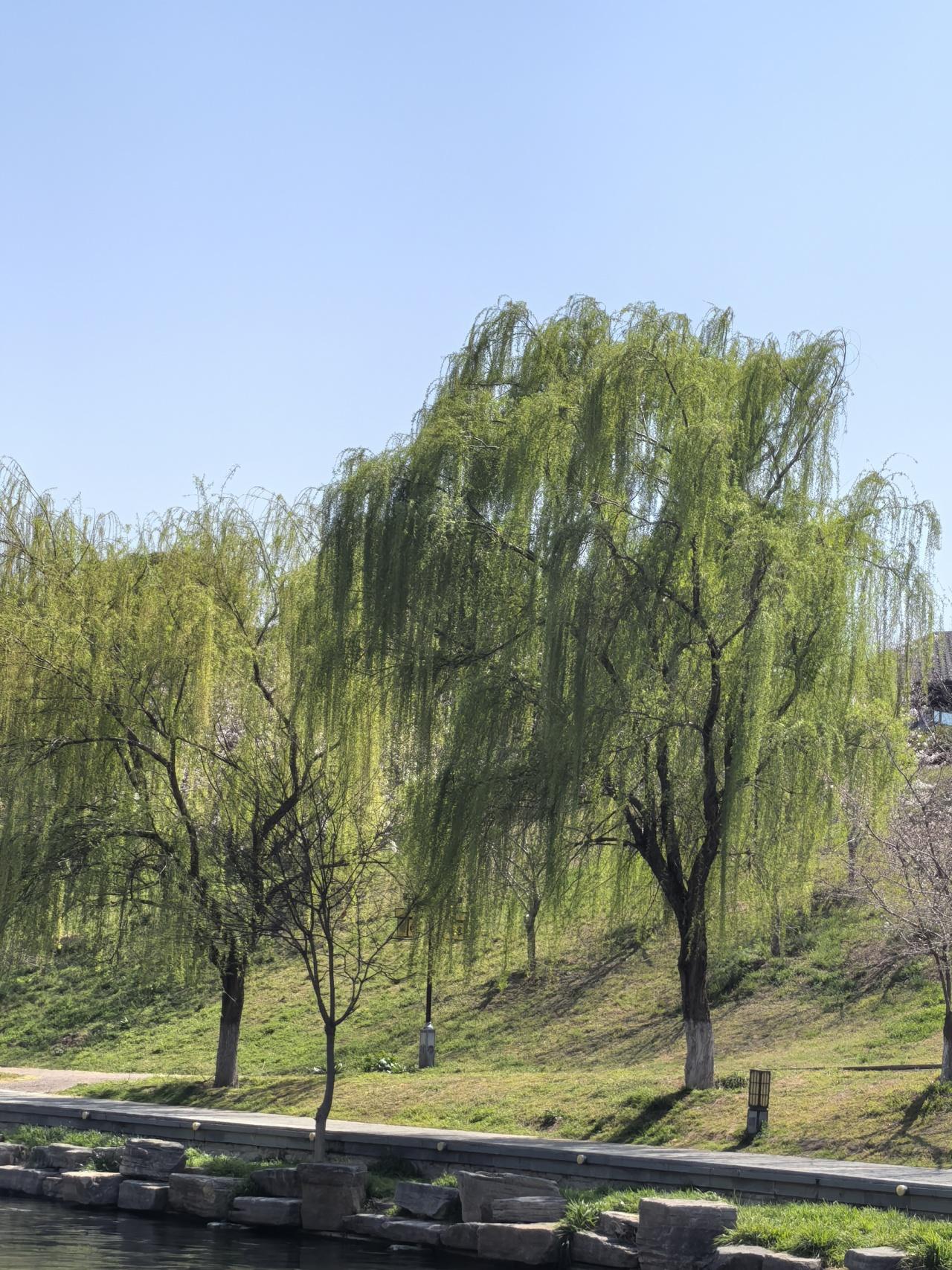 植库‖湖畔的绿诗行：读懂垂柳的千年温柔 - 知乎