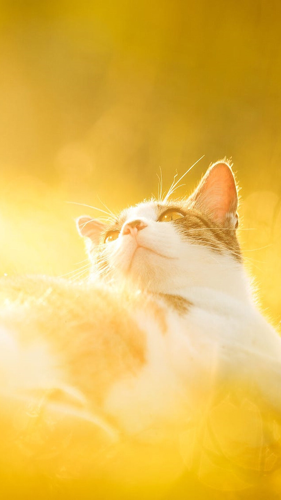 可以给我看看你们的猫咪壁纸/屏保/桌面吗? - 知乎