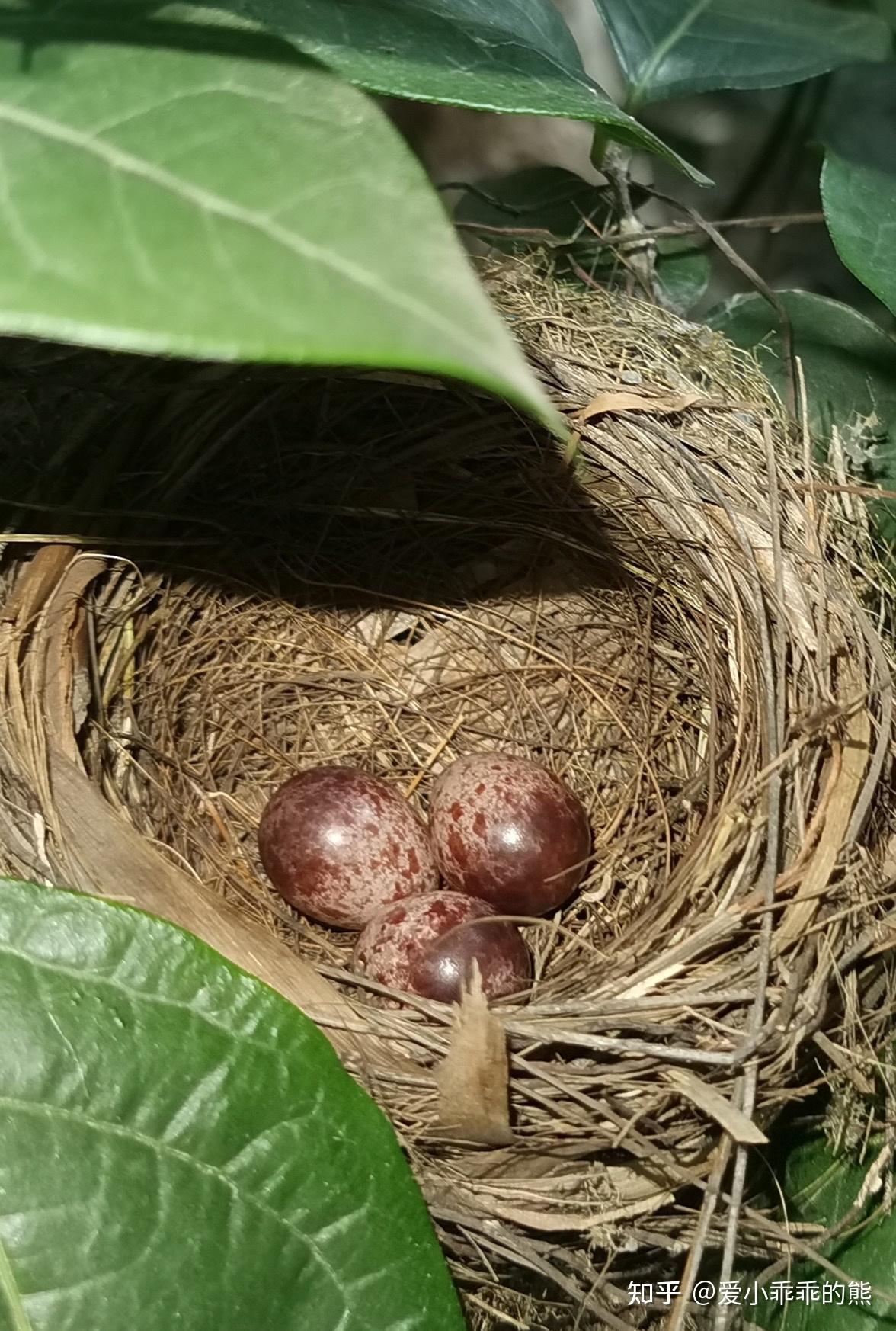 请问这只孵蛋的是什么鸟