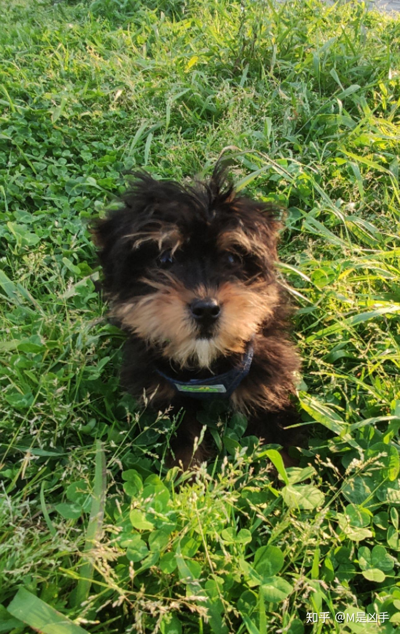 想要一只跟它一模一样的泰迪雪纳瑞串.哪位知友有的?