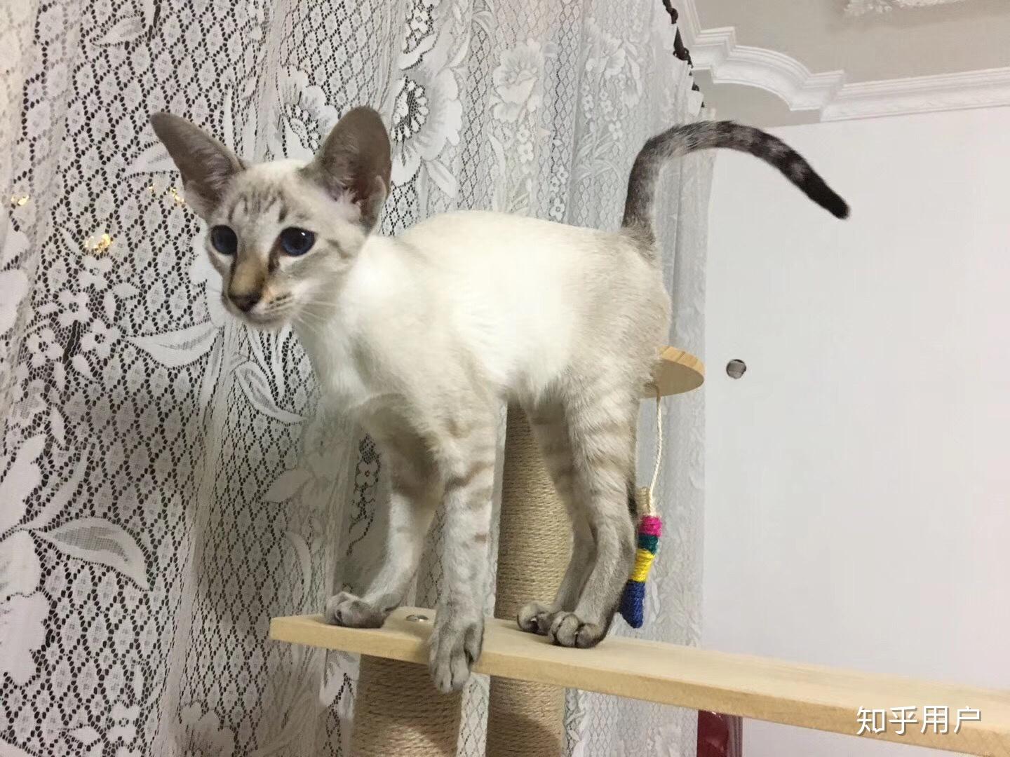 养东短(东方短毛猫)是什么体验? - 知乎