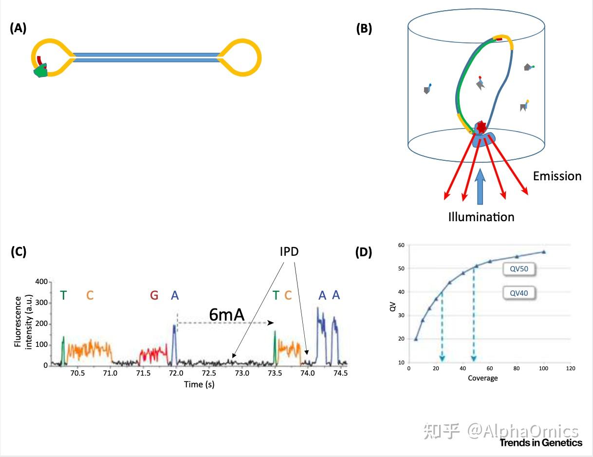 如何解读第三代测序技术? - 知乎