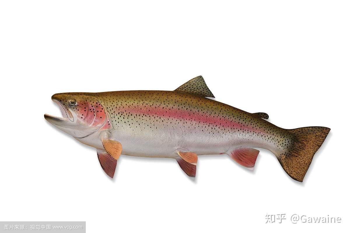 免费照片： 彩虹, 鳟鱼, 鱼, onchorhynchus, 鳟, 细节, 摄影