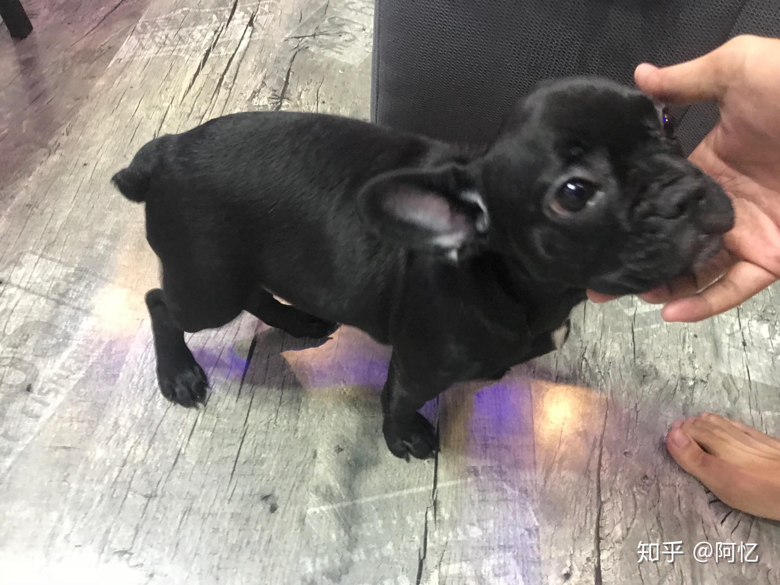 这个法斗是串串吗?