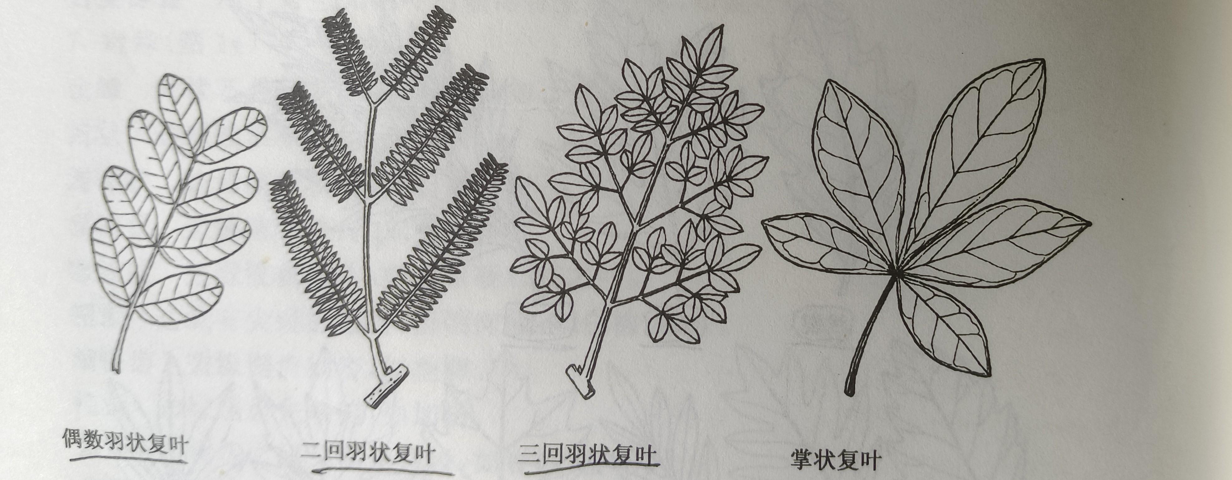 树叶leaf的构造 - 知乎