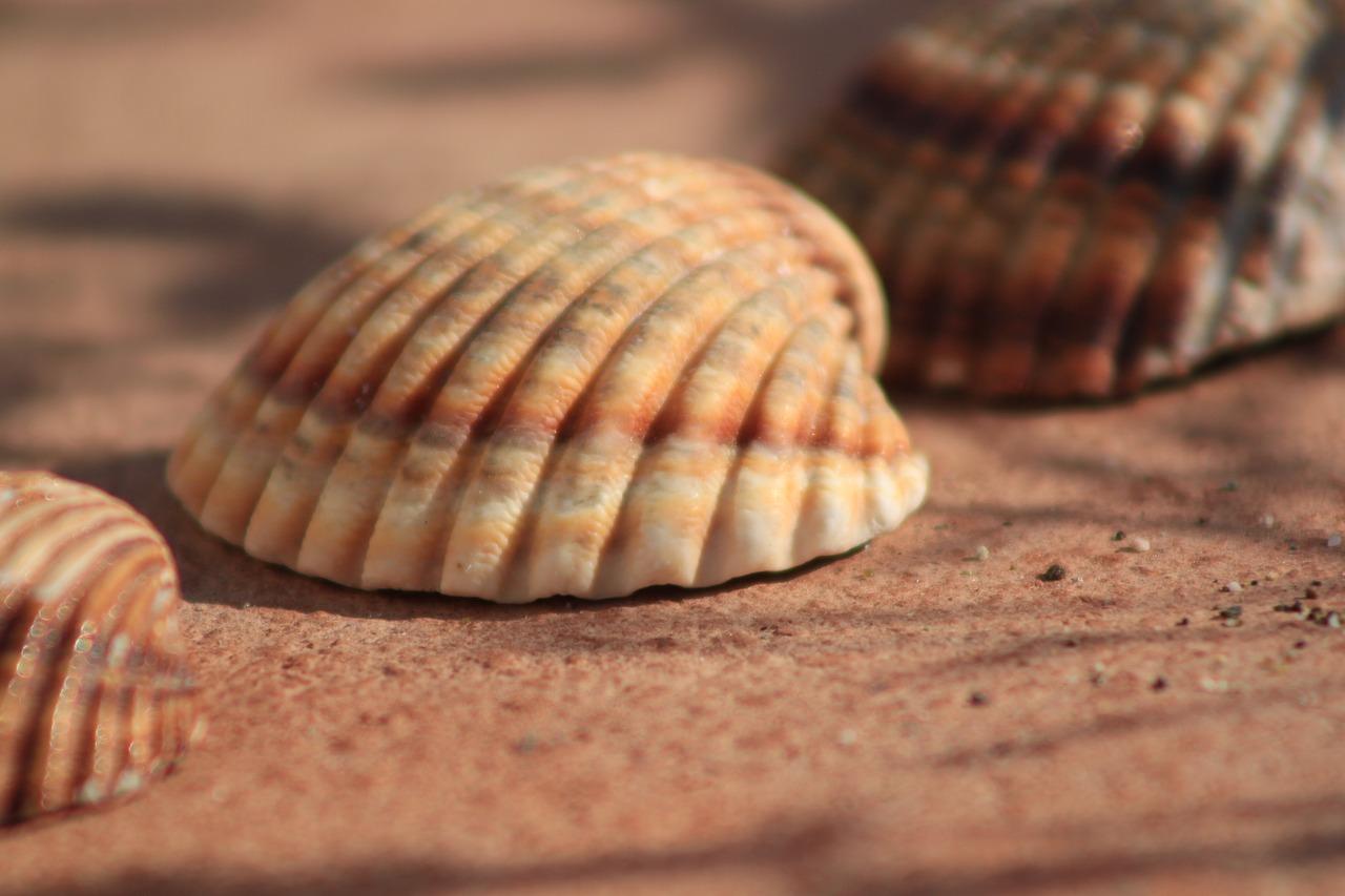 4. 贝壳服务特色