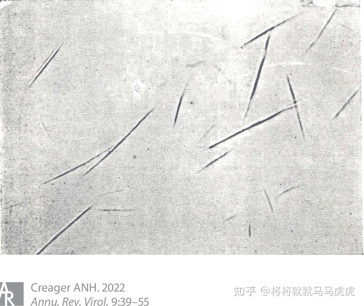病毒学概述 - 知乎