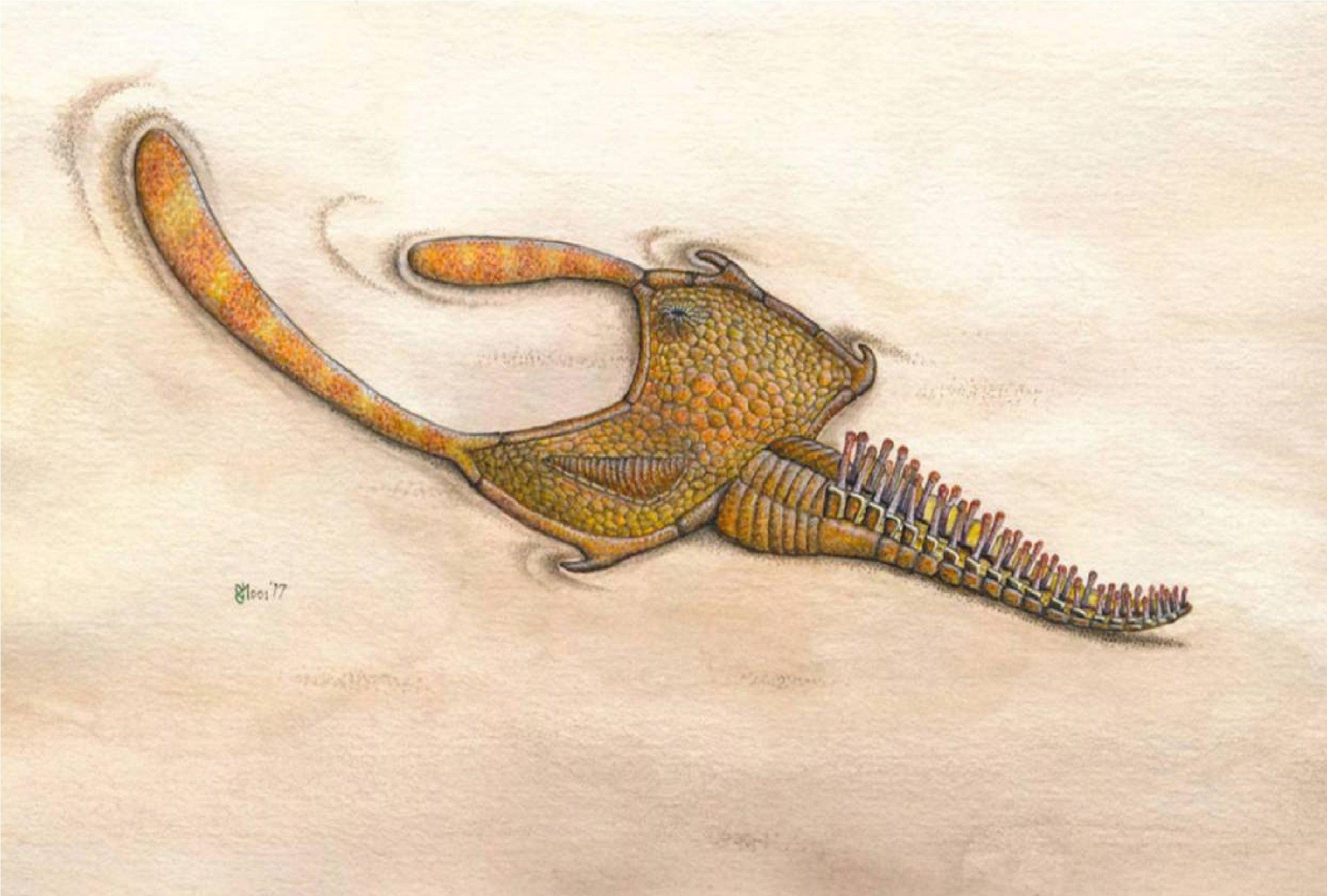 是否所有棘皮动物门的种都有水血管系统