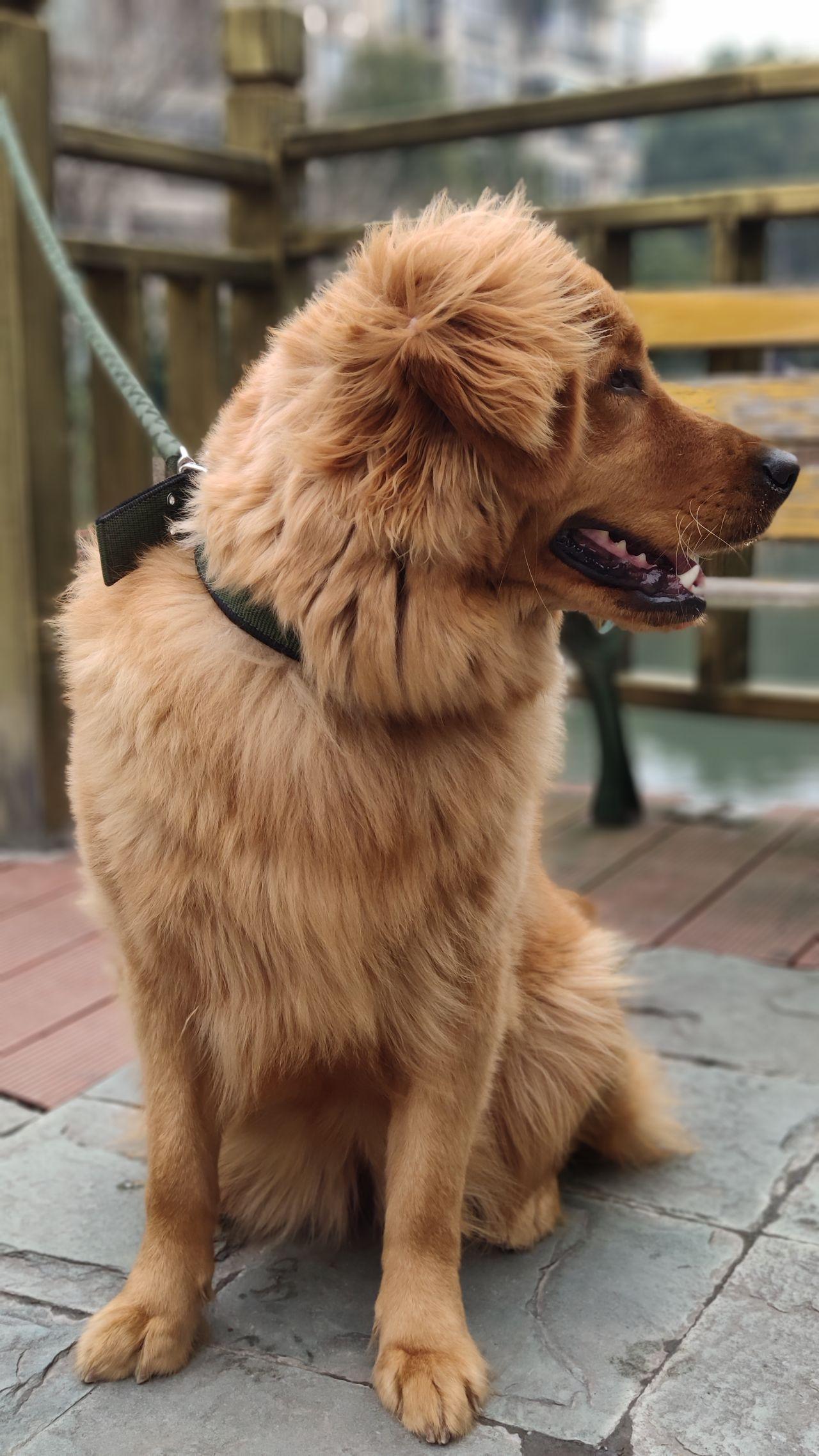 金毛长大后会很温顺吗