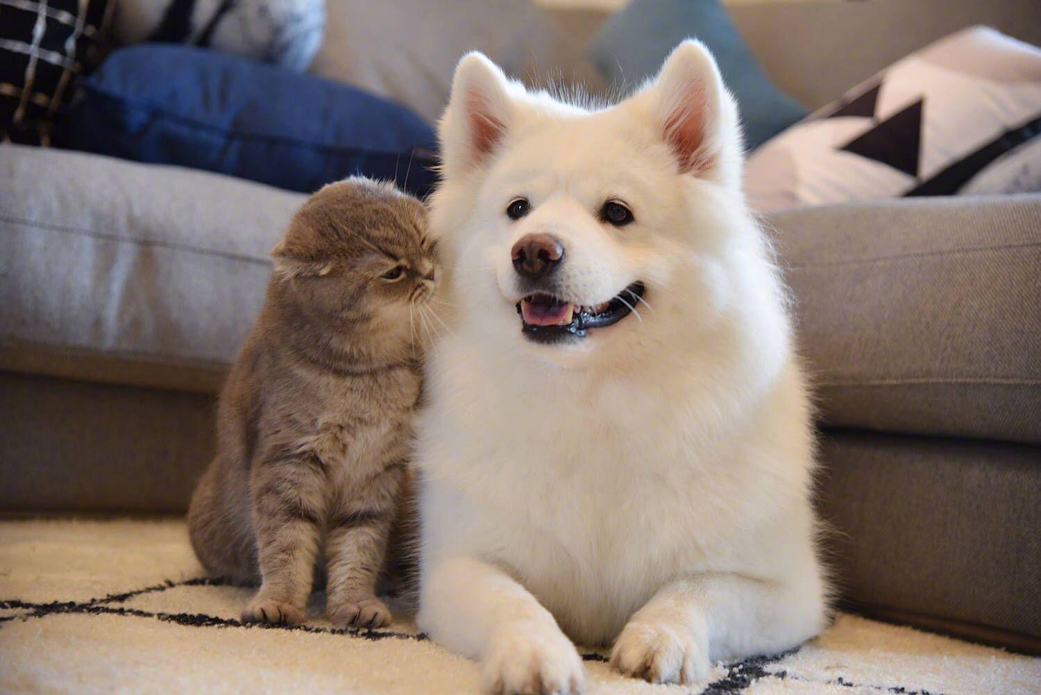 猫和狗能正常交流么