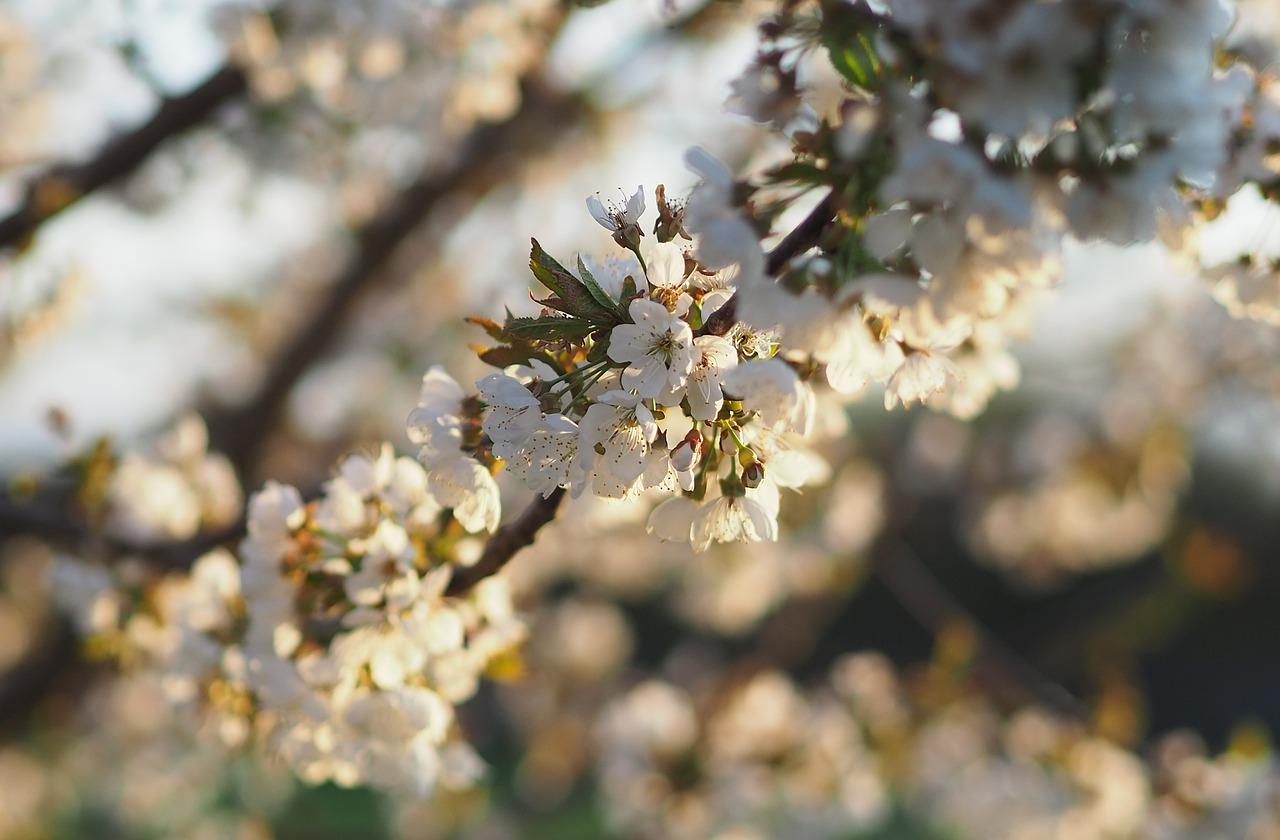 4. 花团锦簇观叶树