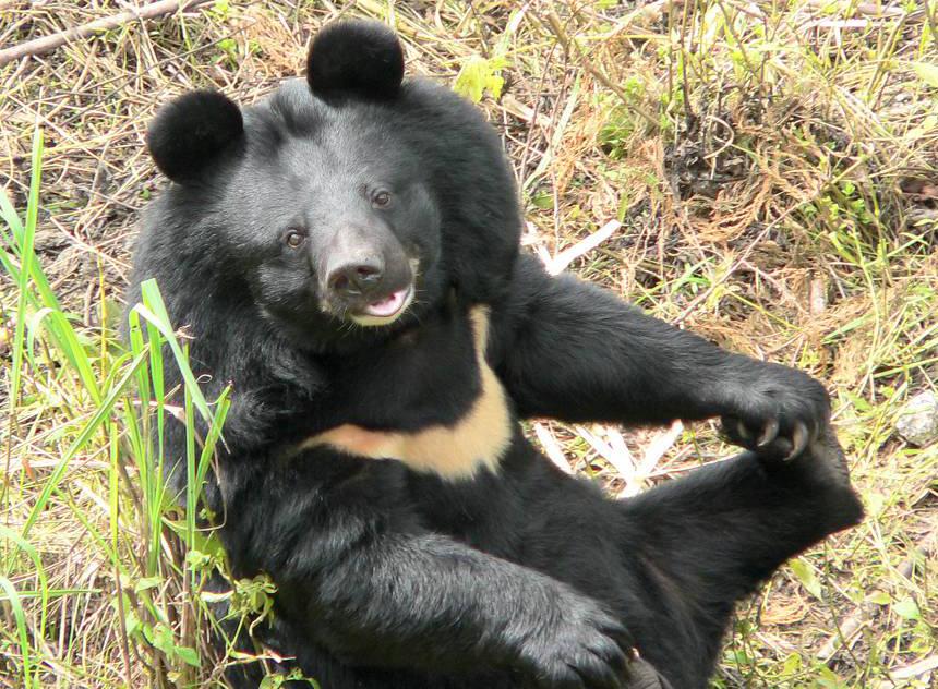 「亚洲黑熊」的身体结构是怎样的?有着哪些习性特征?