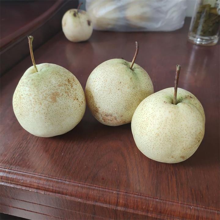 山农酥梨品种怎么样呢？抗病能力强吗？ - 知乎