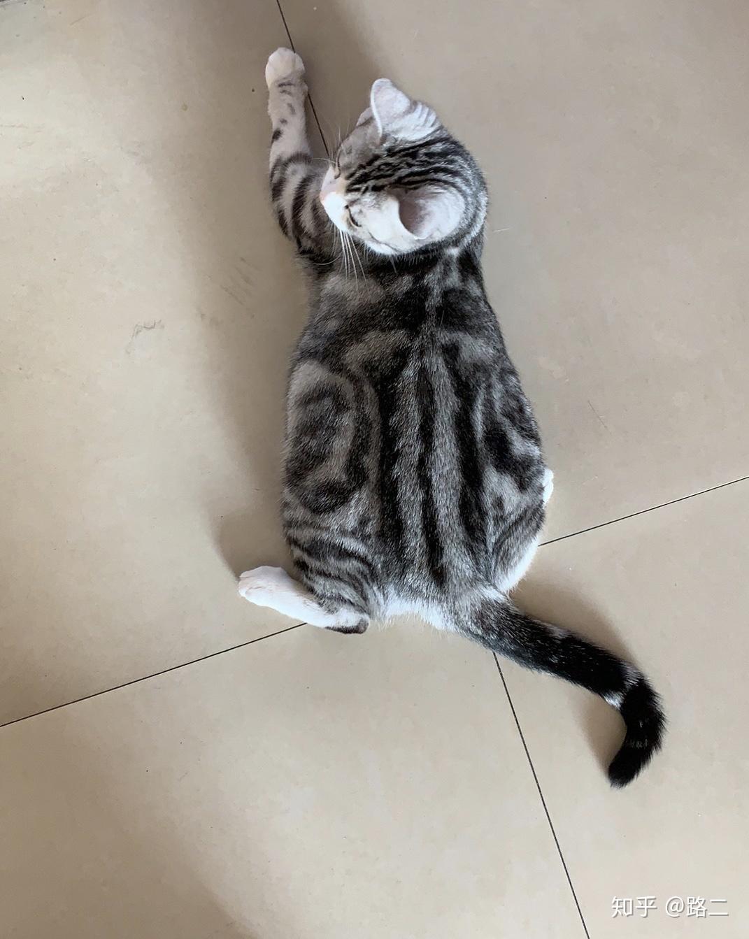 看看我家主子是加白狸花猫吗? - 知乎