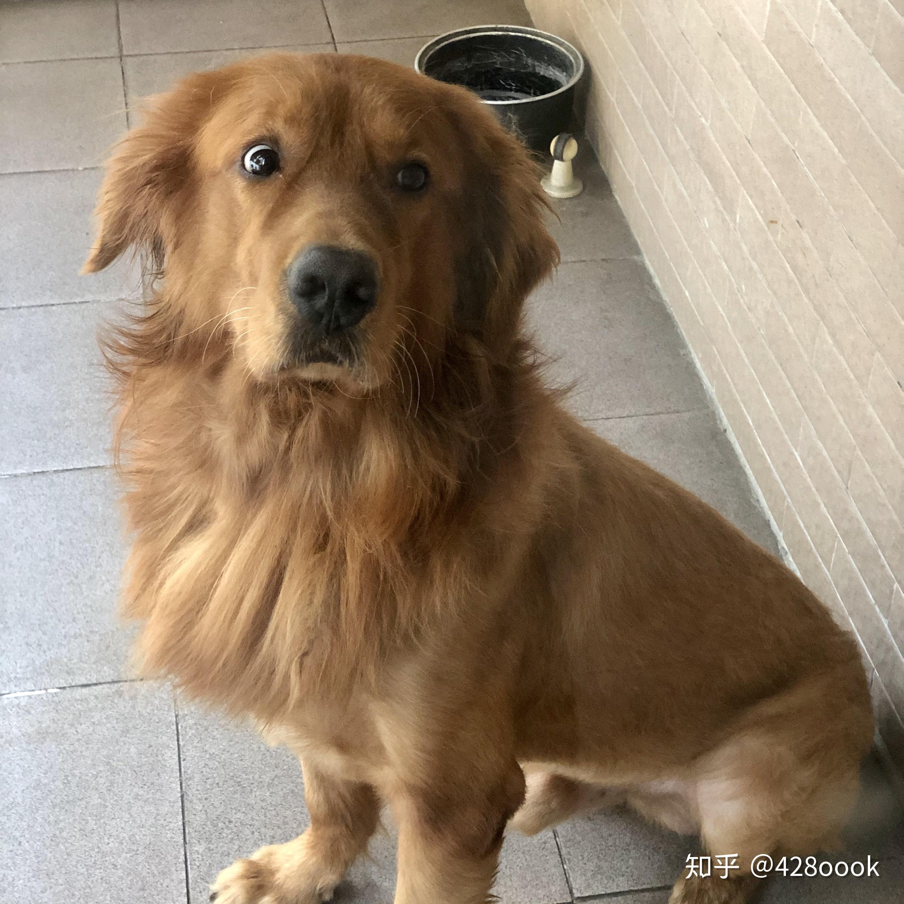 这只金毛的毛为什么卷卷的