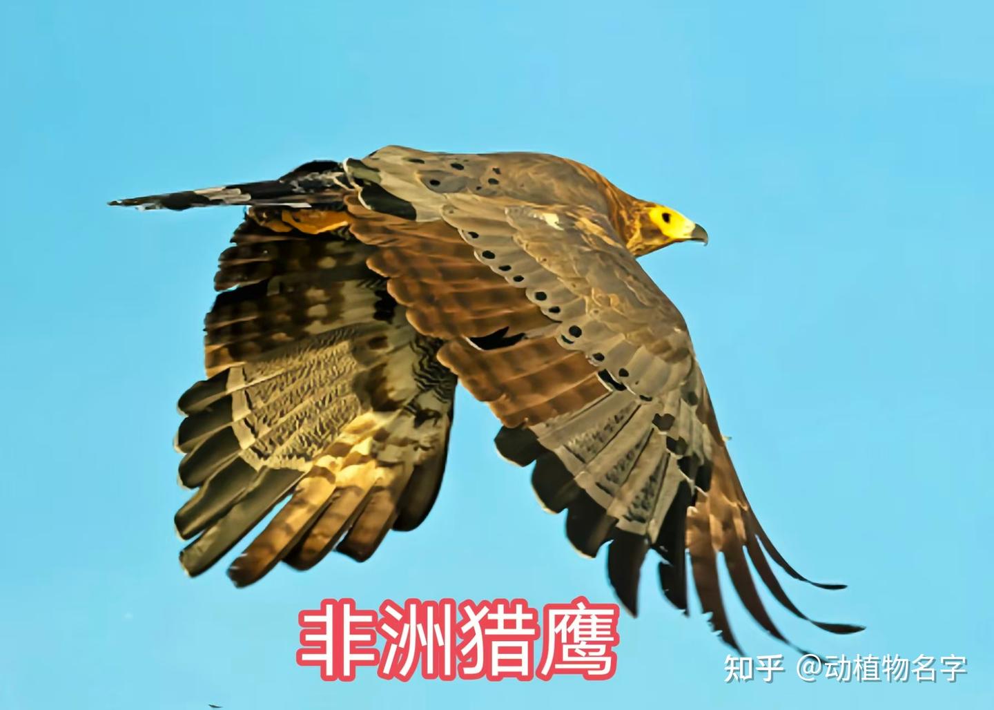 85图带您了解鹰科的鸟类,它们是苍穹之上的猛禽王者 - 知乎