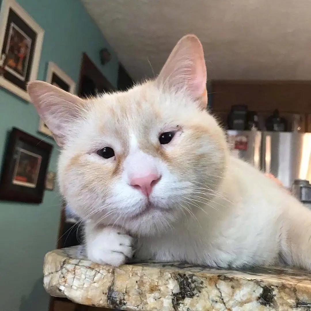 全世界最丑的猫都在这了，笑到飙泪！！！ - 知乎