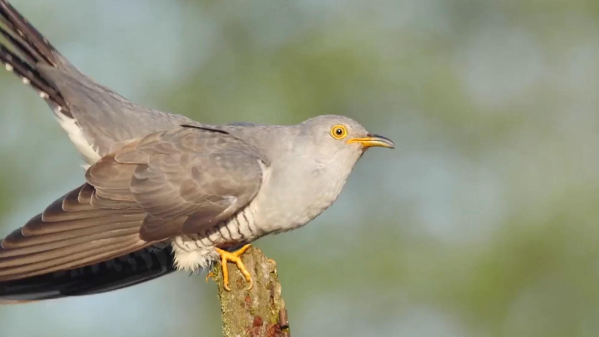 原来这就是布谷鸟,小时候经常听到 不哭 不哭! - 知乎