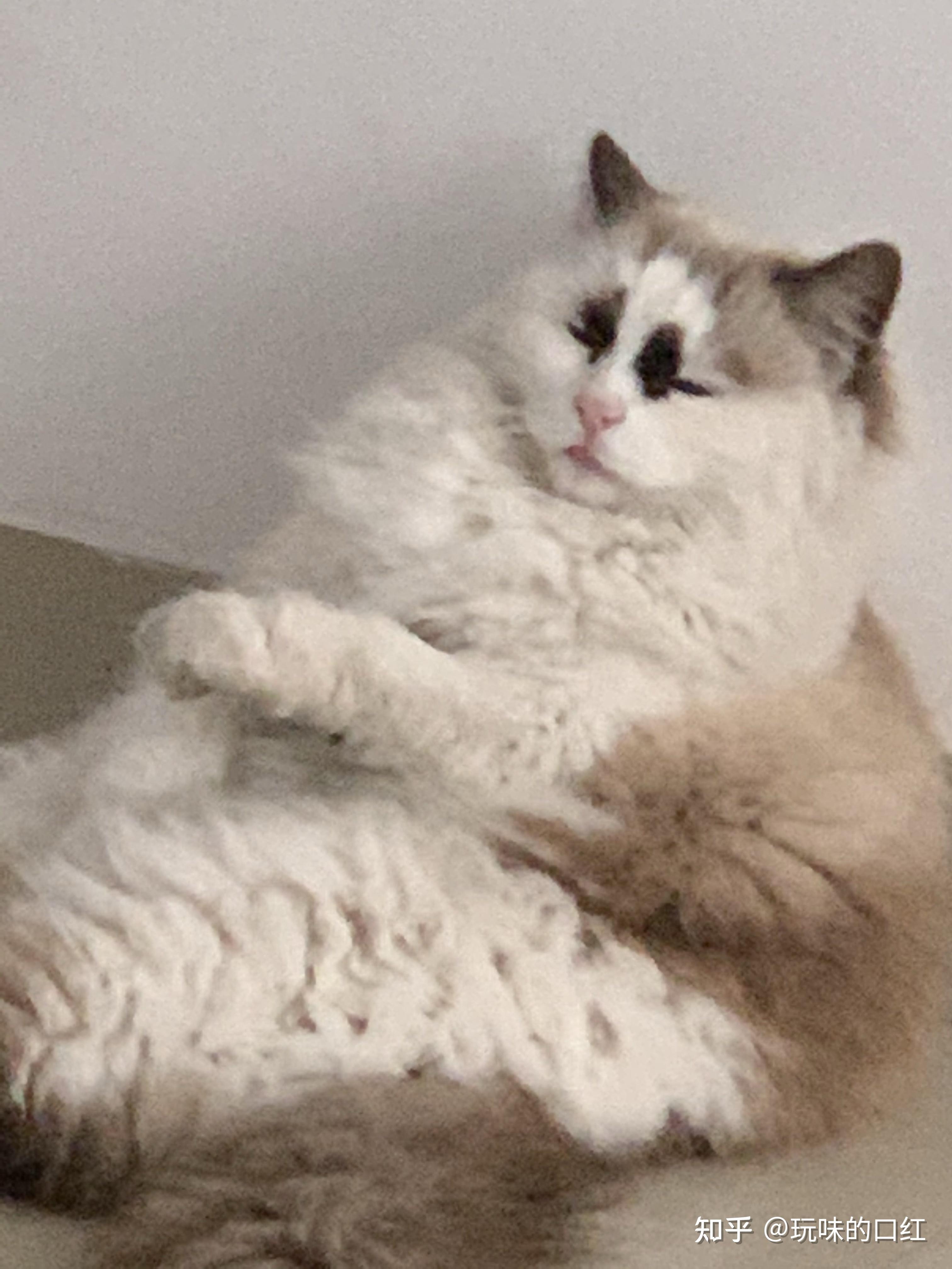 养一只很丑的布偶猫是种什么样的体验?