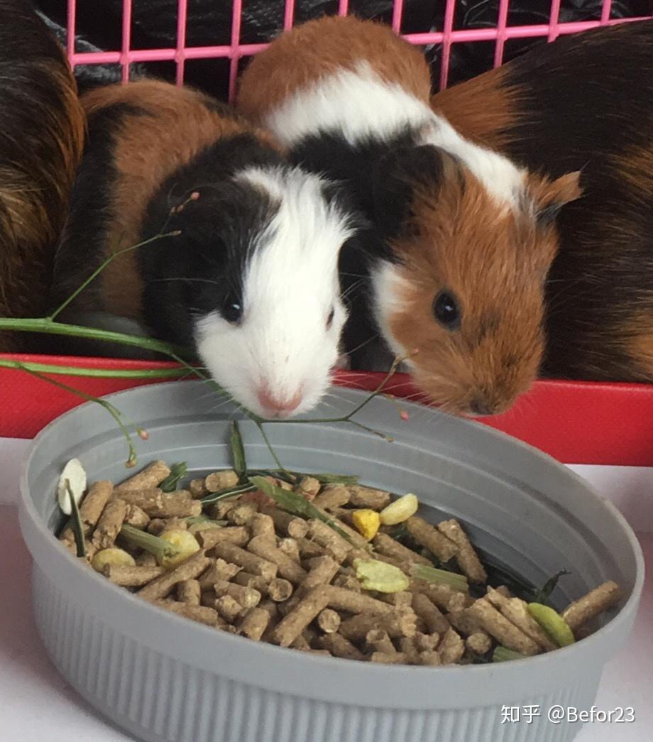 养一只荷兰猪是什么样的体验?