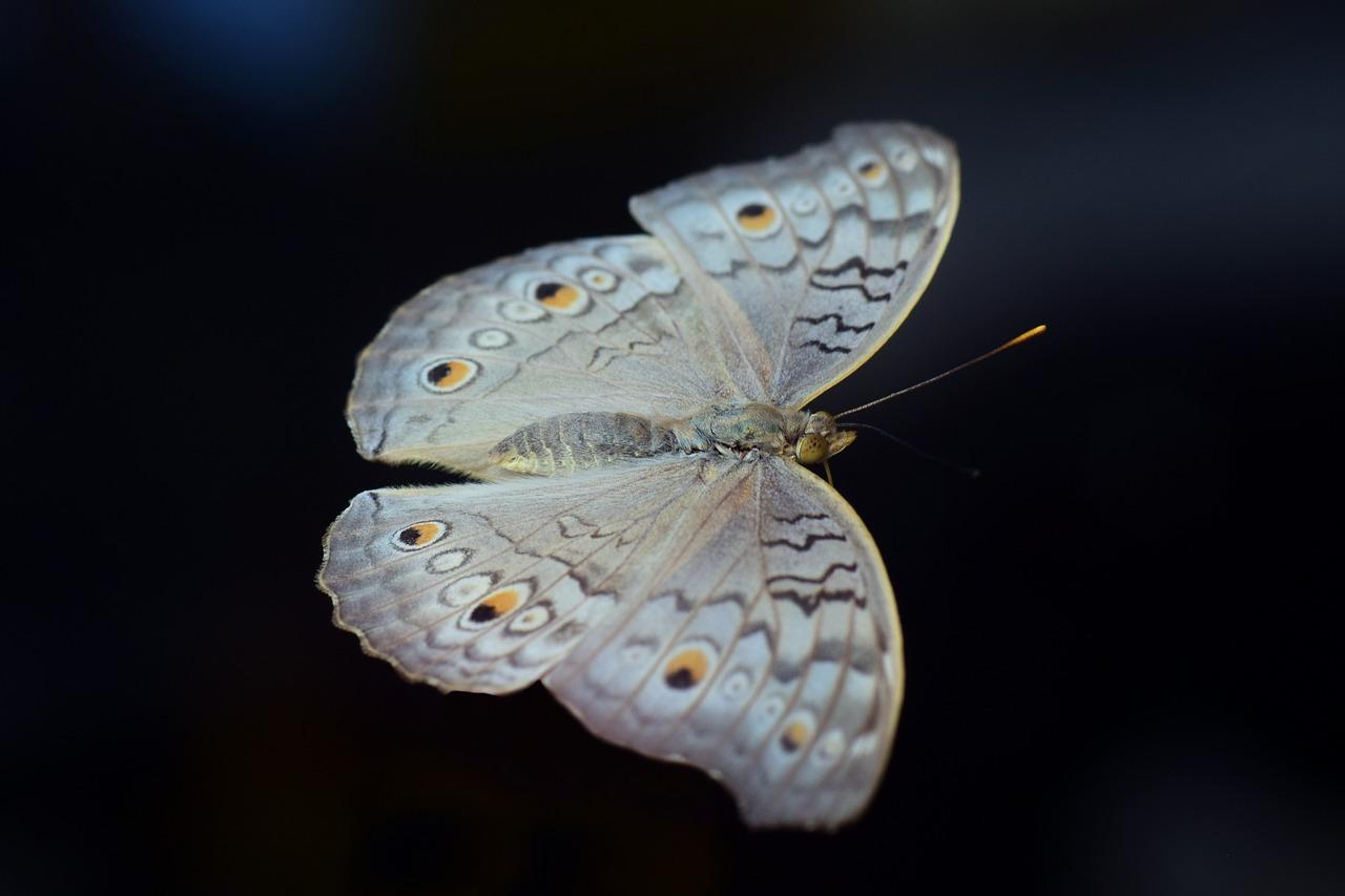 4. 蓝靛花市场行情