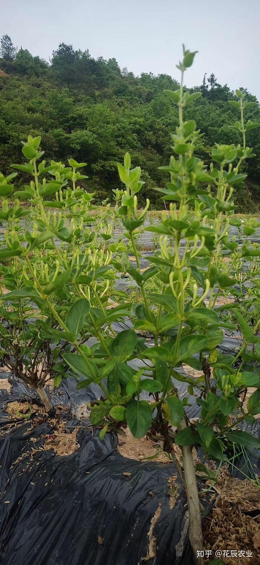 金银花长什么样子
