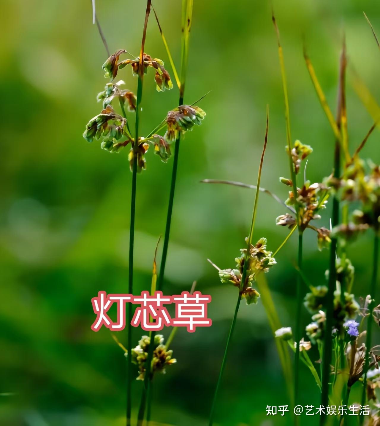 灯芯草科的6种代表植物 - 知乎