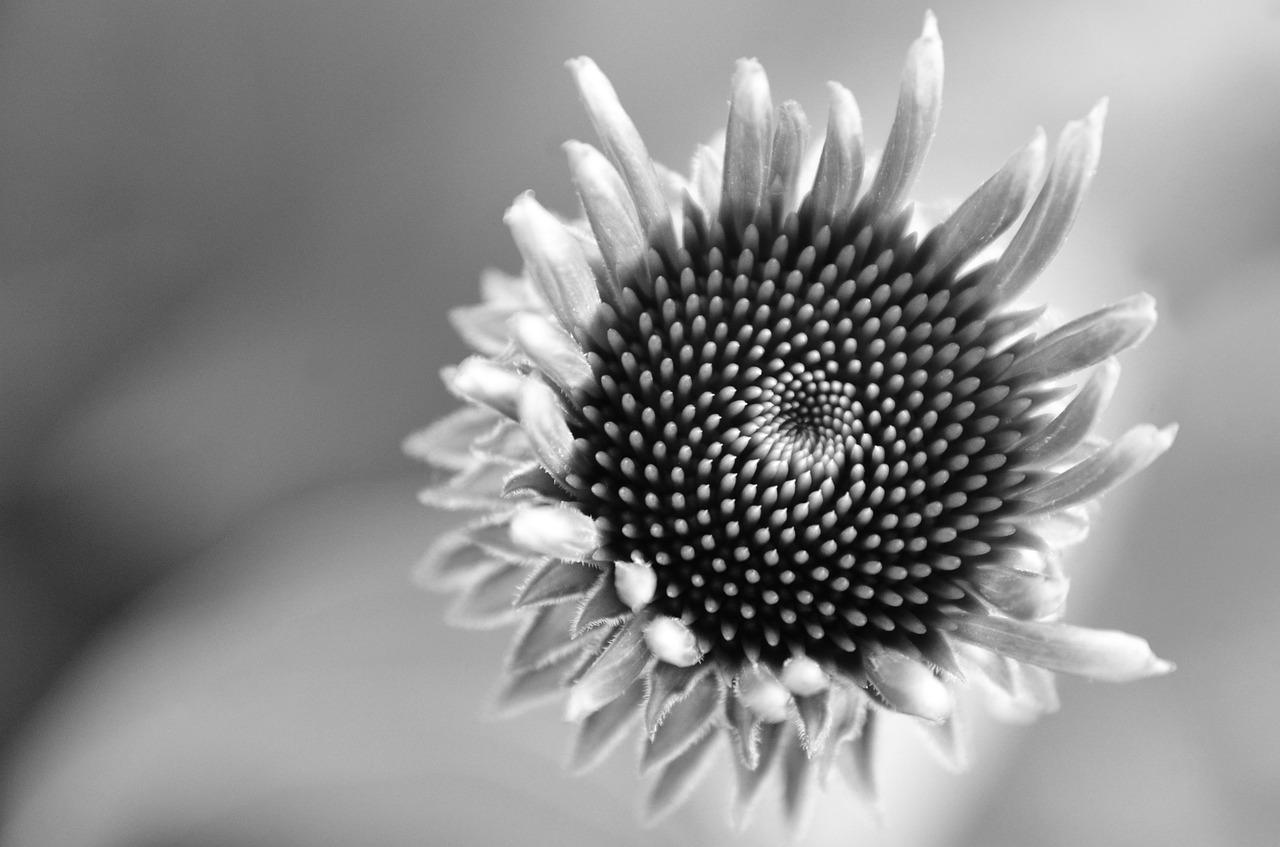 5. 红背椒草科分布