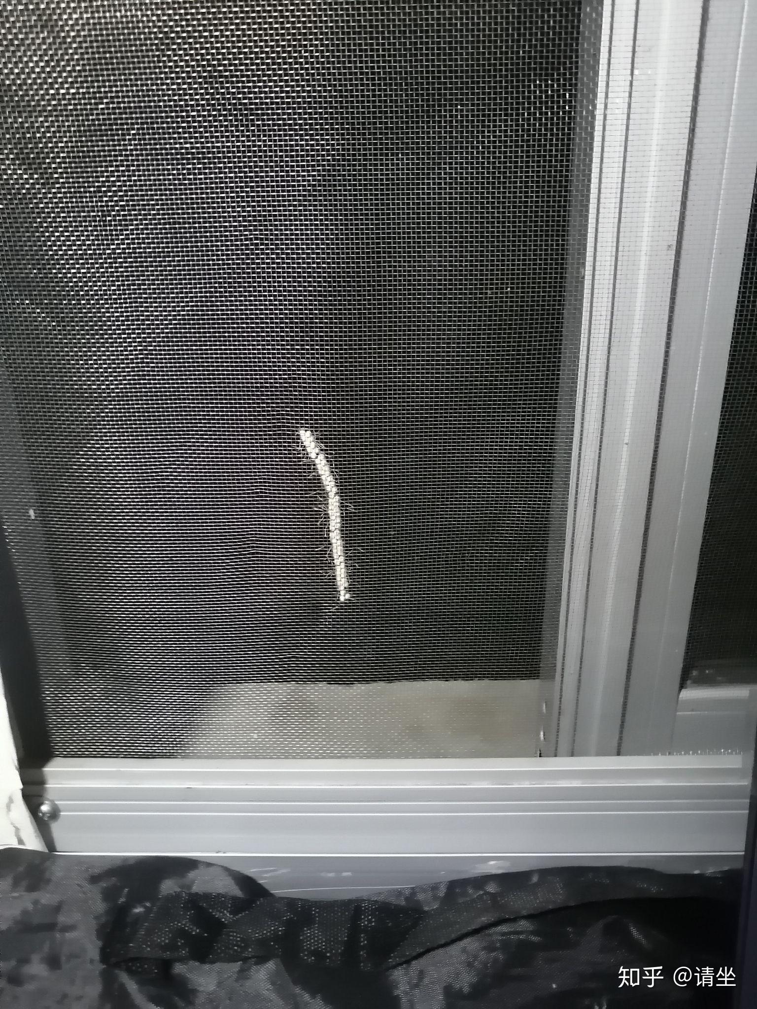 家里窗户上有很多这样的虫卵,想知道这是什么虫卵? - 知乎