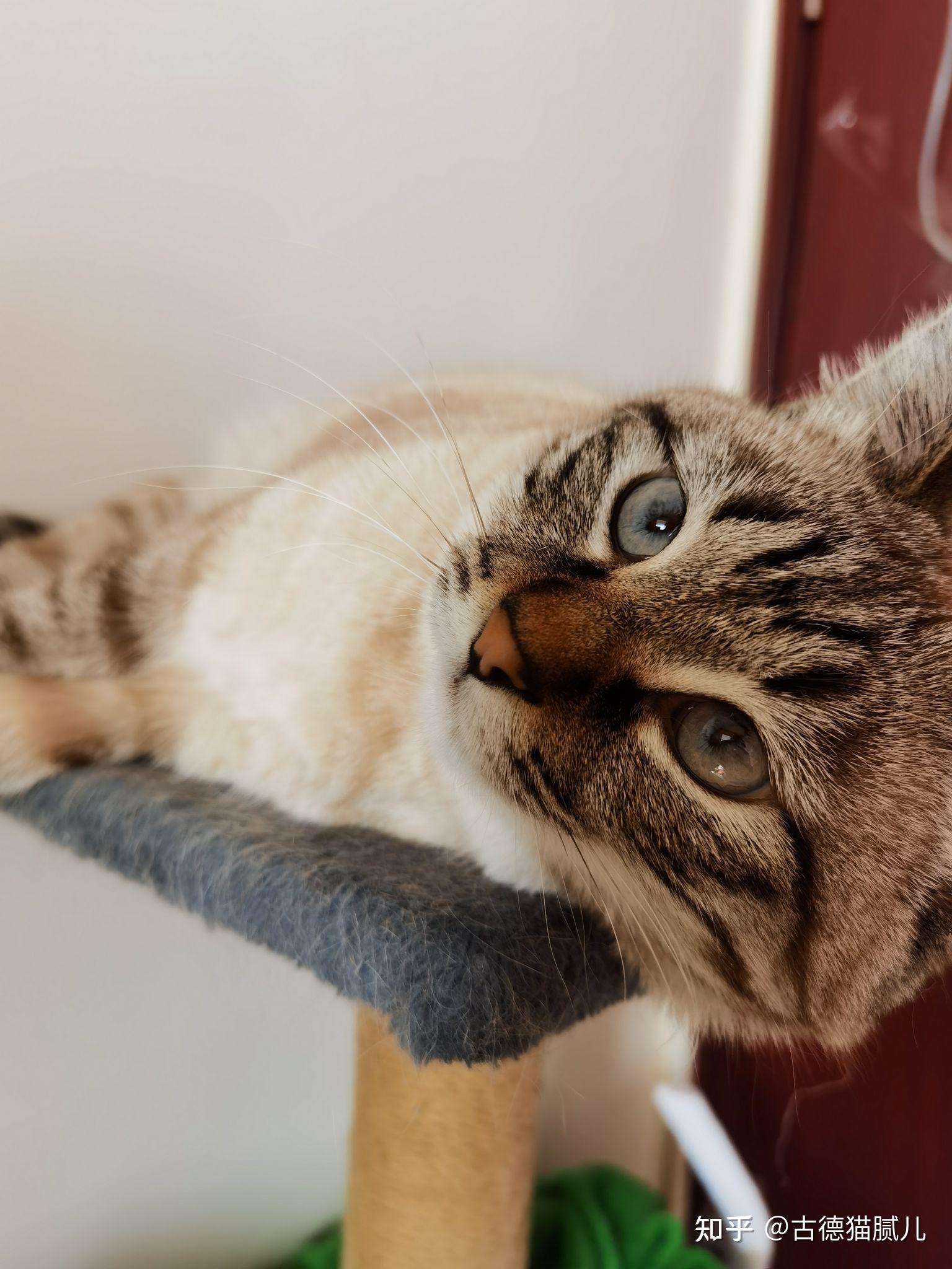 猫咪的歪头杀有多萌