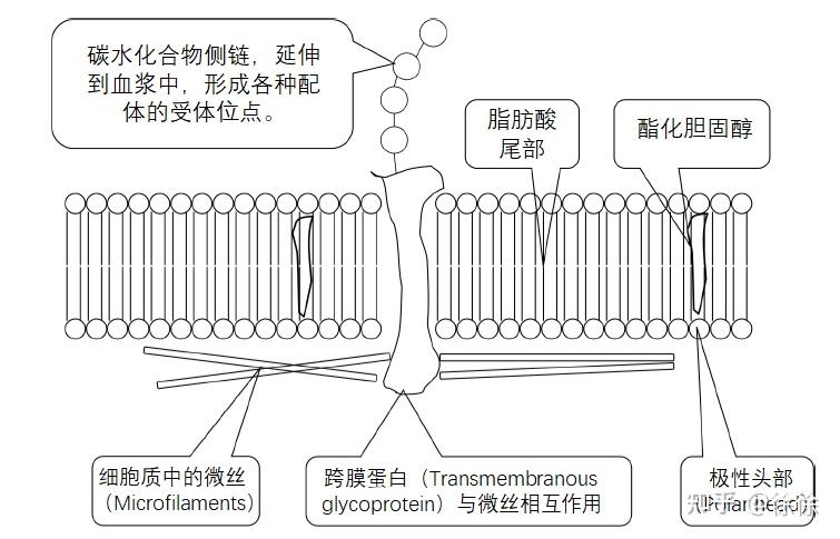 血小板功能- 知乎 血小板功能- 知乎