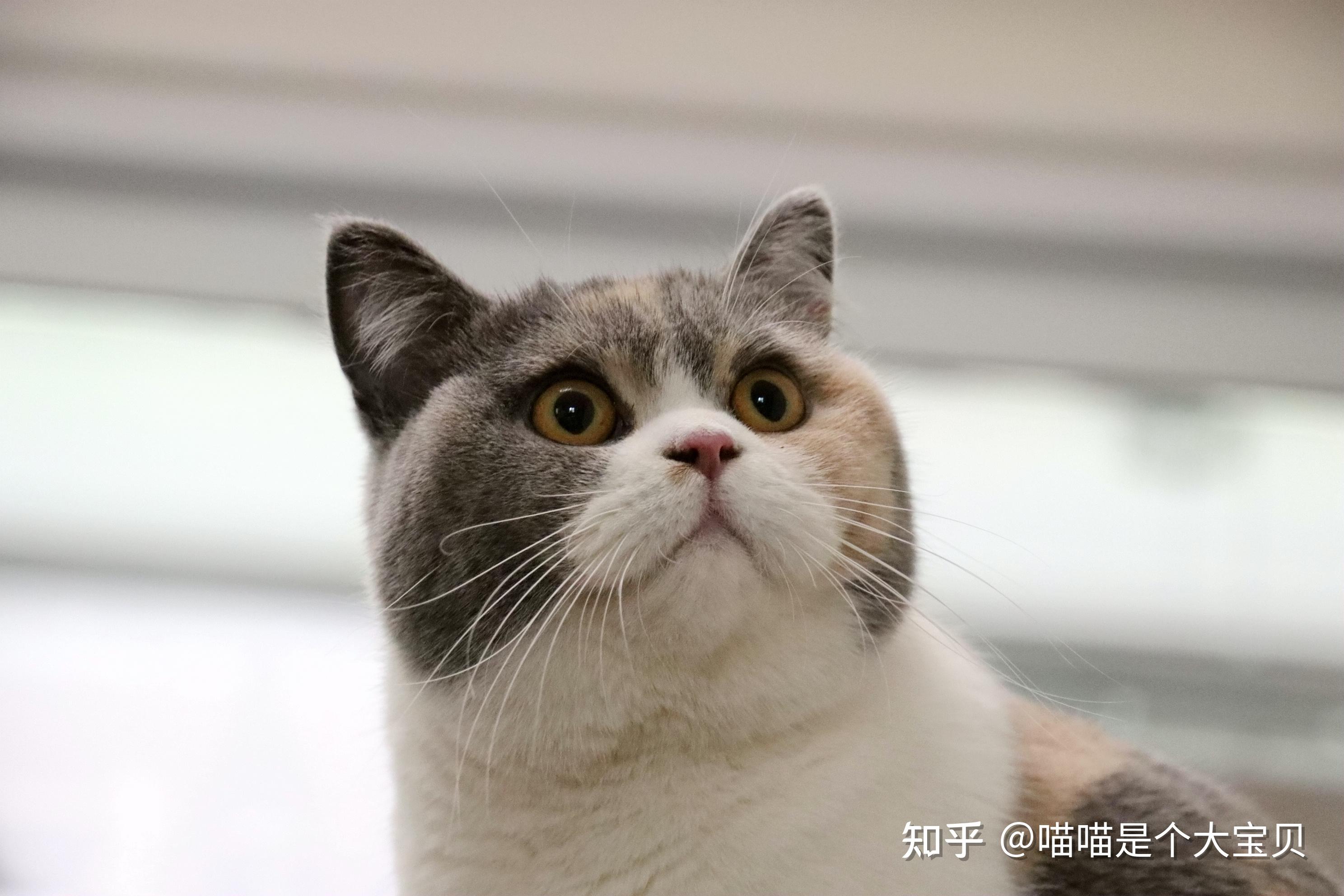 美短和英短？一字之差，到底有什么区别？ - 知乎