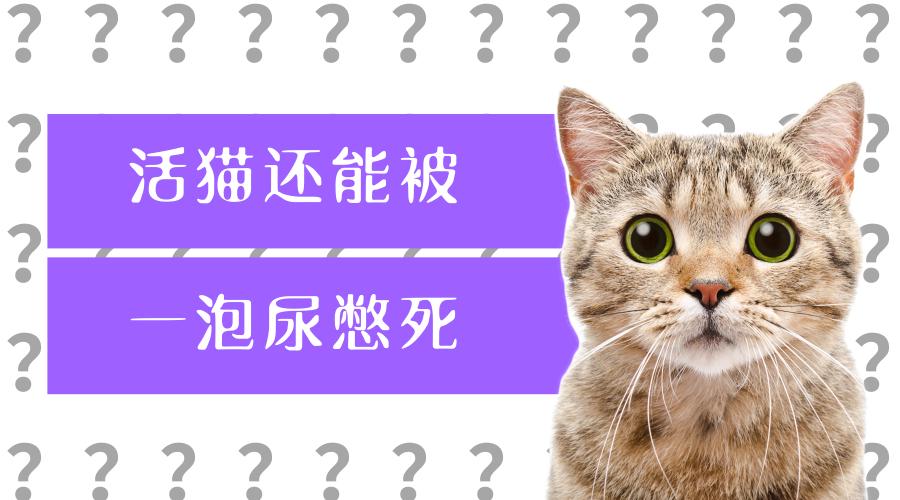 猫自发性膀胱炎2 3 猫尿频 尿少 尿血 尿痛 尿不出 最新方案 知乎